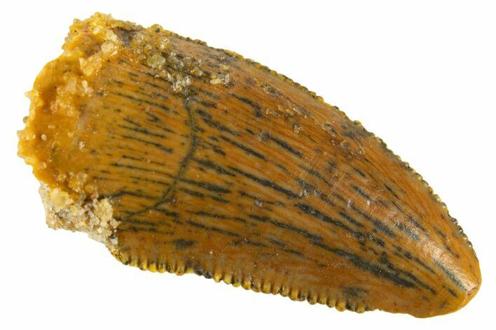 Serrated Raptor Tooth - Feeding Worn Tip #332444